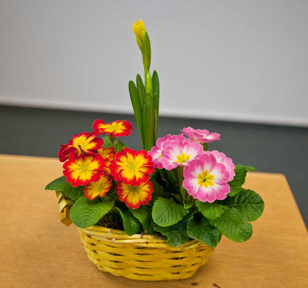 Büro-Floristik - bunte Frühjahrskörbe