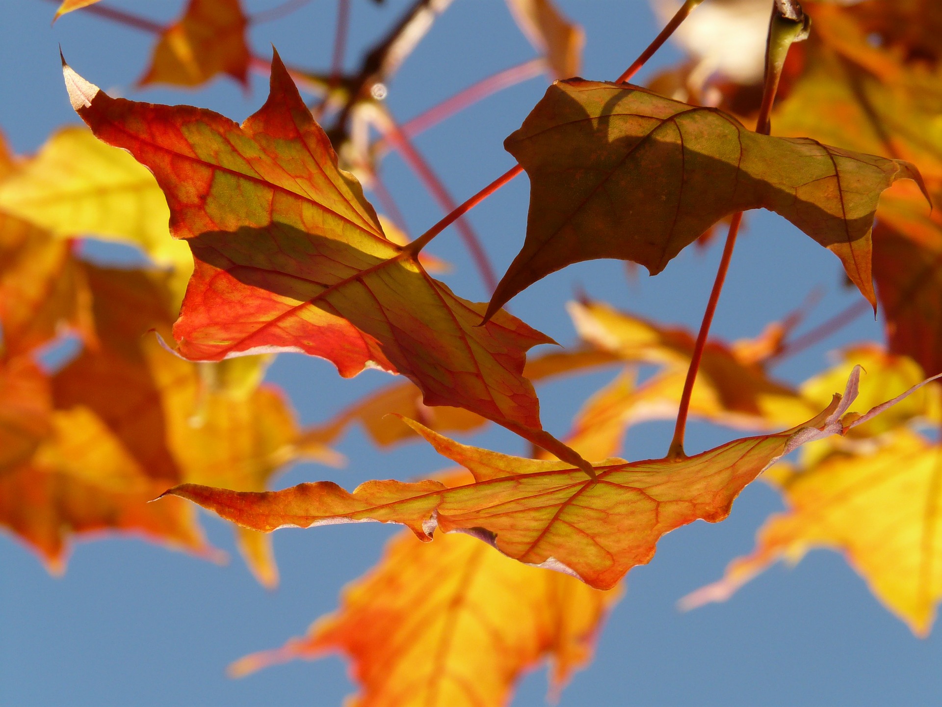farbenfroher Herbstbegleiter und Herausforderung für Grundstücksbesitzer